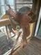 14 Double T Western Pleasure Saddle