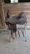 14 Handmade Western Saddle