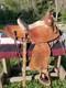 14 N Porter Western Saddle, Antique Gem Back To Brand New