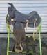 14 Inch Black Vintage Western Saddle Numbered 4944 Smooth Seat