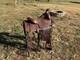 15 Longhorn Western Saddle