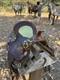 15 Scott Thomas Leather Custom Barrel Racing Western Horse Riding Saddle