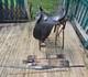 16 Australian Stock Saddle