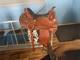 16 Inch Western Trail Riding Saddle