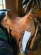 17 Dakota Roughout Saddle