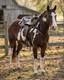 Amish Made 17 Western Leather Horse Saddle Brown Black Seat Conchos Stirrups