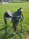 Antique/vintage Western Slick Seat Saddle 14