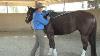 Ask Monty Roberts Review Of Cavallo Saddle Pads
