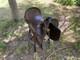 Australian Stock Poley Saddle With Horn Brown Leather Brass Fittings + Stirrups