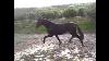 Black Andalusian Stallion Famoso Cxliv Used Saddles