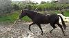 Black Andalusian Stallion Used Saddles