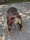 Crates Western Saddle, 15 Seat, 2189