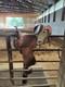 Custom Double C Western Barrel Saddle With Alligator Seat