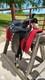 Custom Western Trail Show Ranch Saddle 15.5 Black With Simco Silver For Parades