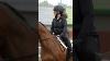 Discover Gfs Saddles Premier Transition U0026 Monarch Ranges Equestrian Horse Saddlefit