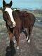Endurance / Western 15 In Sharon Saare Light 22 Lbs. Excellent Condition