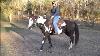 How To Do The First Ride On A Horse That Hasn T Been Ridden In 1 Year Plus Groundwork And Saddle