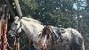 How To Saddle Up A Horse Using A Western Saddle