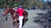 How To Safely Mount A Horse In A Western Saddle