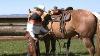 How To Western Saddle A Horse The Right Way For The Horse