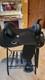 Lightly Used Wintec Western Saddle
