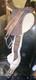 Leather Horse Saddle, Padded