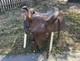 Martha Josey 14 Longhorn Horse Saddle