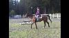 Pk Training Ottb Western Thoroughbred Trail Course Mountain Riding