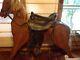 Rl Watson Gaited Flex Panel Saddle Horse Leather Endurance Handmade Rare