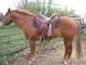 Reinsman Western Ranch Wade Saddle