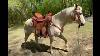 Roping Western Saddle For Sale