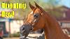 Scottsdale Arabian Horse Show Opening Day 2022 In 4k