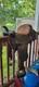 Simco Western Trail Saddle 15in