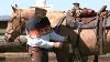 The Proper Way To Cinch A Saddle Www Thinklikeahorse Org Rick Gore Horsemanship