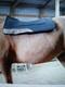 Total Saddle Fit Perfect Western Saddle Pad