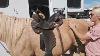 Updated Tutorial How To Check Your Saddle Fit At Home Easy Accurate U0026 Horse Approved