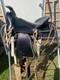 Used/vintage/antique 12 Studded Leather Western Pony Saddle Withwhite Strings