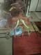 Used Western Horse Saddle 15