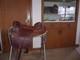 Used Western Saddles For Sale