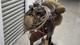 Vintage Frank Vela Saddlery Western Saddle Set With Rack Blanket Bridle