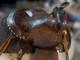Vtg. Circle Y Western Show Saddle Fully Tooled Model 1800 Sweet Home Texas 14