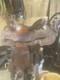 Western Horse Saddle With Leather Floral Design, 16 Seat