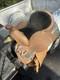 Western Saddle 16 Brown Leather Floral Black Suede Seat Stirrups Silver Accents