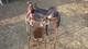 Western Saddle Vintage Bonanza Big Horn 15 Ranch Well Used, Lasting Well