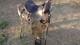 Western Saddle Vintage Well Used, Lasting Well Hand Tooled