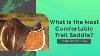 What Is The Most Comfortable Trail Saddle