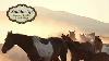 Why Are Western Saddles So Expensive Comparing 200 To 5 000 Saddles