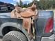 Youth Trail Saddle